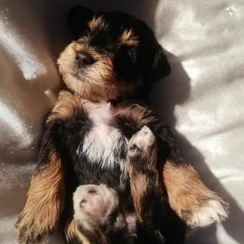 Snoodle pennut