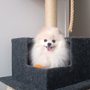 Pomeranian mini spits