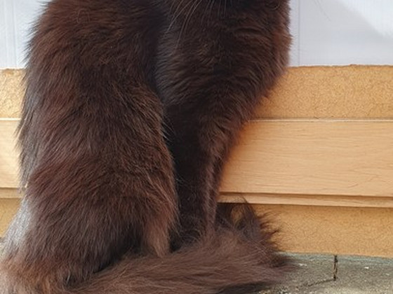Mainecoon naaras