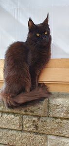 Mainecoon naaras (1 valokuva sivusta 2)