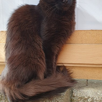 Mainecoon naaras