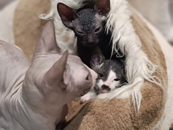 Кошка