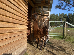Alpaka (3 foto / 3)