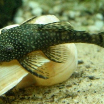 Antsistruse säga