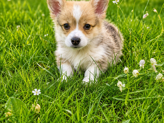 Welsh corgi pembroke