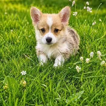 Welsh corgi pembroke