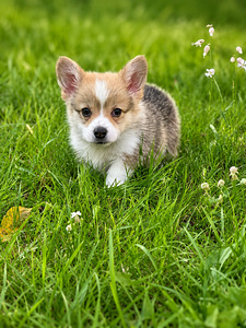 Welsh corgi pembroke (2 foto / 4)
