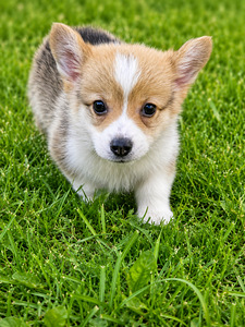 Welsh corgi pembroke (3 foto / 4)