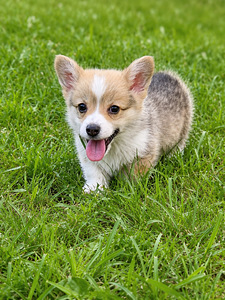 Welsh corgi pembroke (4 foto / 4)