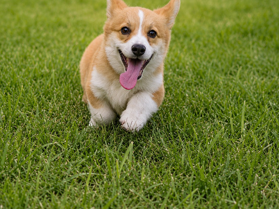 Welsh corgi pembroke