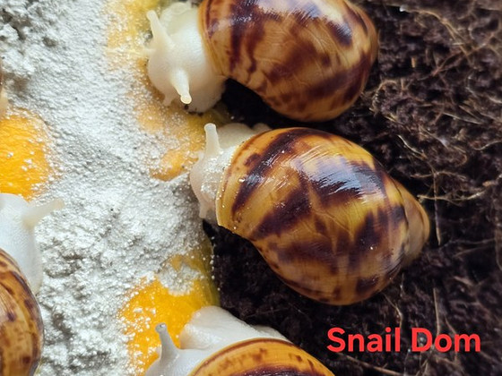 Archahatina Marginata Ovum silver/albino