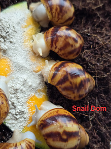 Archahatina Marginata Ovum silver/albino (1 foto / 4)