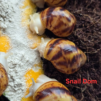 Archahatina Marginata Ovum silver/albino