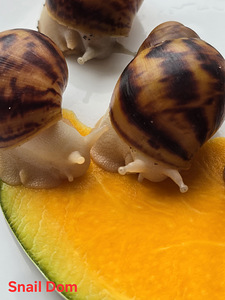 Archahatina Marginata Ovum silver/albino (2 foto / 4)
