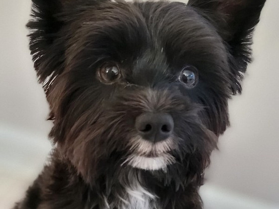 Must york ootab pruute