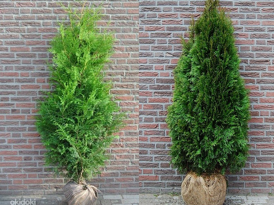 Thuja braban smaragd