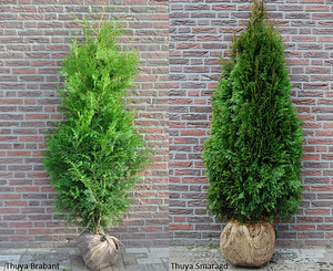 Thuja braban smaragd (1 foto / 1)