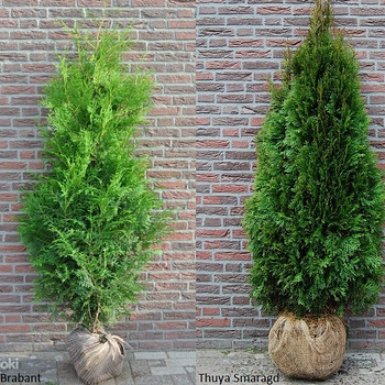 Thuja braban smaragd
