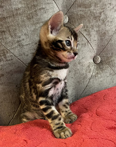 Bengal (1 foto / 9)