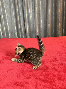 Bengal (2 foto / 9)