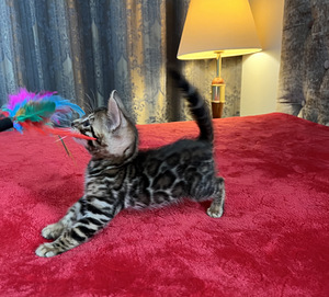 Bengal (3 foto / 9)