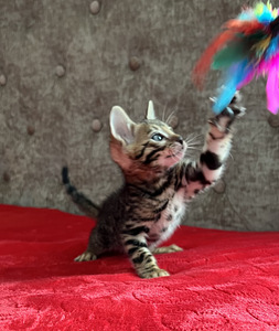 Bengal (4 foto / 9)