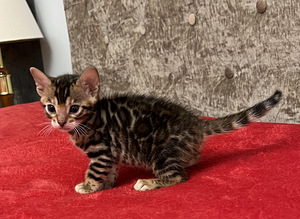 Bengal (5 foto / 9)