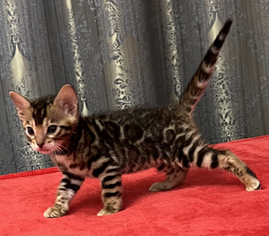 Bengal (6 foto / 9)