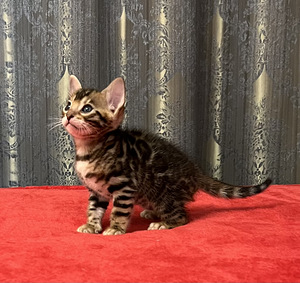 Bengal (7 foto / 9)