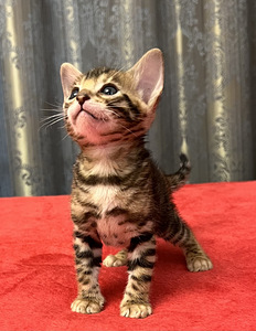 Bengal (8 foto / 9)