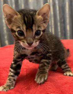 Bengal (9 foto / 9)