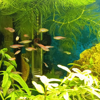 Noored danio