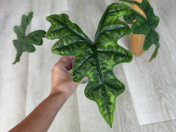 Alocasia Tandurusa Jacklyn
