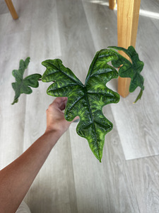 Alocasia Tandurusa Jacklyn (1 фото из 7)