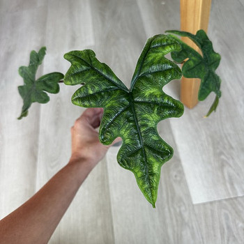 Alocasia Tandurusa Jacklyn