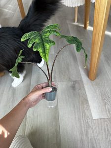 Alocasia Tandurusa Jacklyn (2 фото из 7)