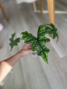 Alocasia Tandurusa Jacklyn (3 фото из 7)
