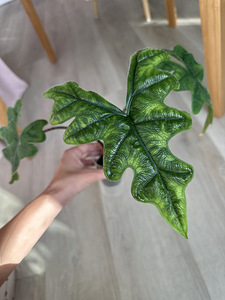 Alocasia Tandurusa Jacklyn (4 фото из 7)