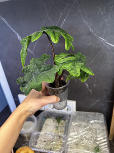 Alocasia Tandurusa Jacklyn (5 фото из 7)