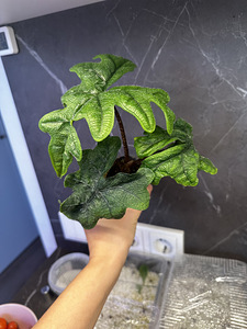 Alocasia Tandurusa Jacklyn (6 фото из 7)