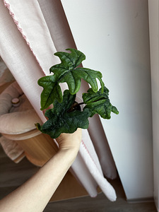 Alocasia Tandurusa Jacklyn (7 фото из 7)
