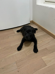 Koiranpentu, staffordshirenbullterrieri (1 valokuva sivusta 2)