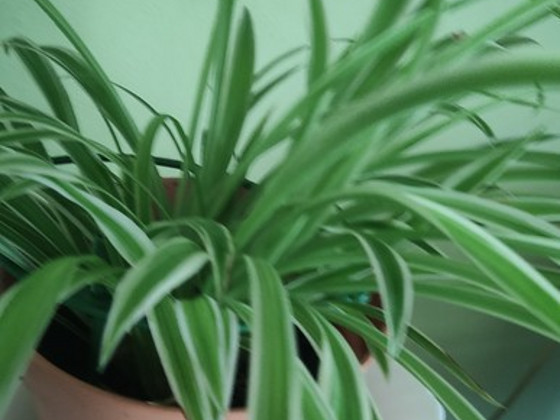 Tups-rohtliilia ehk pruudislepp(Chlorophytum comosum)