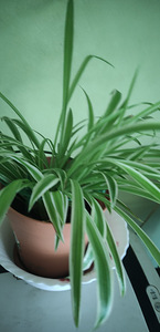 Тупс-травяная лилия или невестин венок (Chlorophytum comosum (1 фото из 2)