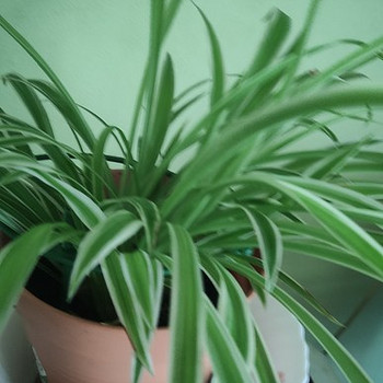 Тупс-травяная лилия или невестин венок (Chlorophytum comosum