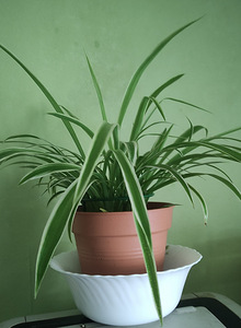Тупс-травяная лилия или невестин венок (Chlorophytum comosum (2 фото из 2)