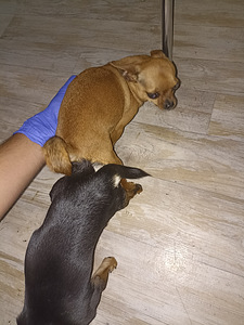 Paaritus Isane Chihuahua (2 foto / 4)