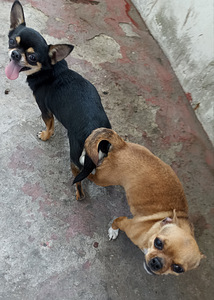 Paaritus Isane Chihuahua (4 foto / 4)