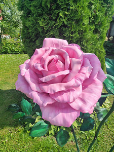 Цветочная симфония (7 фото из 7)