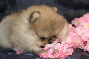 Pomeranian spitz paaritamiseks (4 foto / 4)